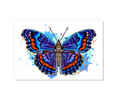 70041 Gaudy Commodore Butterfly, Acrylic Glass Art