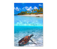 50003 Sea Turtle, Acrylic Glass Art