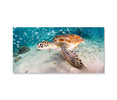 50138-02 Sea Turtle, Acrylic Glass Art