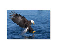 70069 Bald Eagle Fishing, Acrylic Glass Art