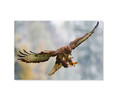 70200 Common Buzzard Flying, Acrylic Glass Art