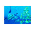 50004 Blue Marlins Hunting Ayu Fish, Acrylic Glass Art