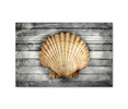 19378 Scallop Shell, Acrylic Glass Art