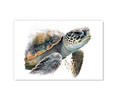 73109C Watercolor Sea Turtle , Acrylic Glass Art