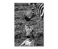 35088 Zebra and Foal, Acrylic Glass Art