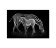 35120 Zebra and Foal, Acrylic Glass Art