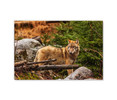 35165 Red Wolf, Acrylic Glass Art