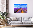 39131 Purple Flower Field, Acrylic Glass Art