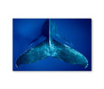 50156 Whale Tail, Acrylic Glass Art