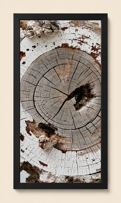 Ancient Growth Rings