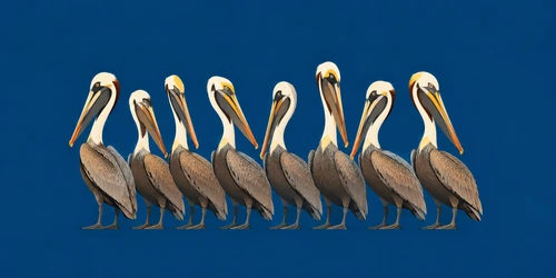 The Pelican Parade