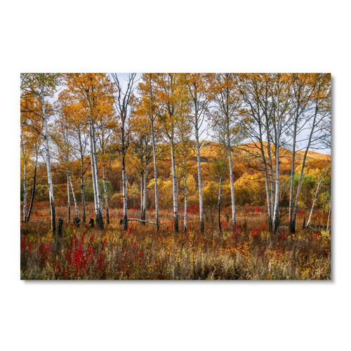 39127 Autumn Trees, Acrylic Glass Art