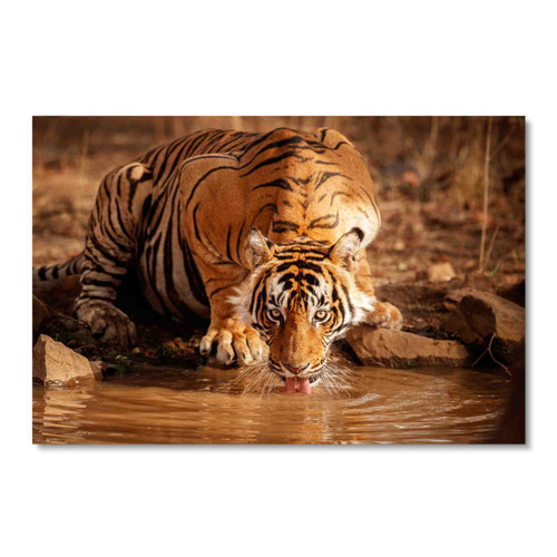35159 A Tiger's Thirst, Acrylic Glass Art