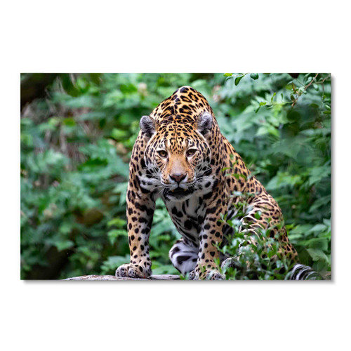 35134 Wild Leopard, Acrylic Glass Art