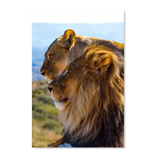 35136 Lion & Lioness, Acrylic Glass Art