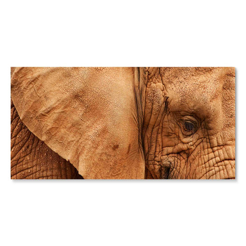 35072 02 Old Elephant, Acrylic Glass Art