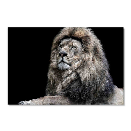 35283 Grey Lion, Acrylic Glass Art