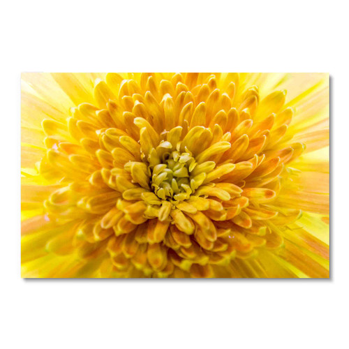 15010 Yellow Chrysanthemum, Acrylic Glass Art