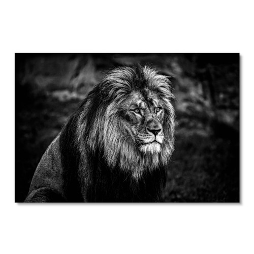 35300 B&W Lion, Acrylic Glass Art