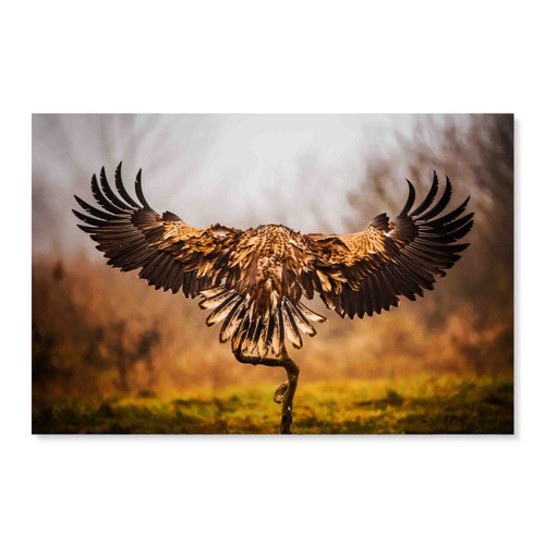 70006 Brown Hawk, Acrylic Glass Art