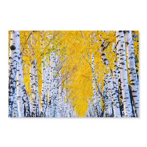 39346 Yellow Leaves, Acrylic Glass Art