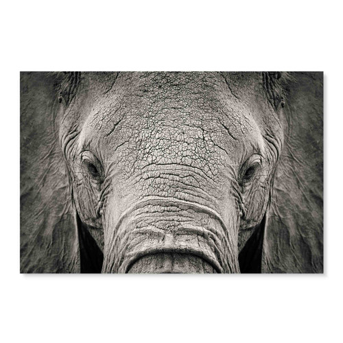 35999 Elephant head, Acrylic Glass Art