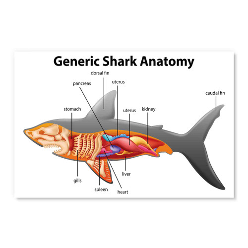 98027 Generic Shark Anatomy,  Acrylic Glass Art