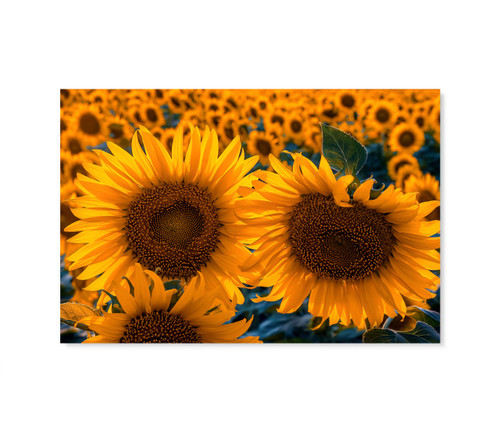 15013 Sunflower Field,  Acrylic Glass Art