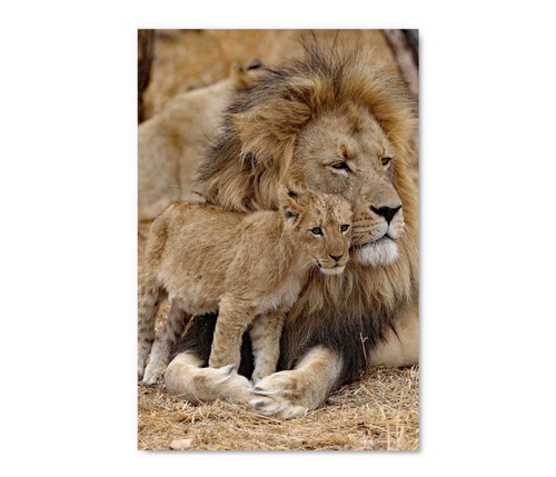 35155 Lion and Cub, Acrylic Glass Art