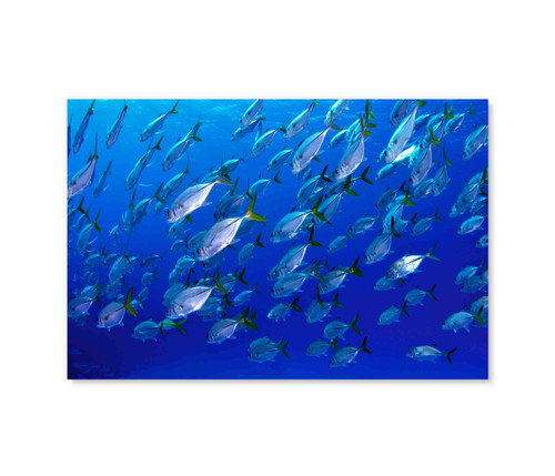 50042 Fish Colony, Acrylic Glass Art