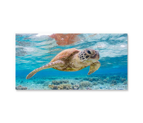 50135-02 Sea Turtle, Acrylic Glass Art