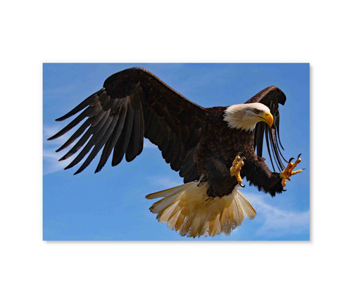 70025 Bald Eagle Landing, Acrylic Glass Art