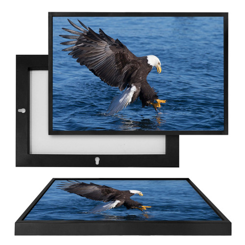 MINI70069 Bald Eagle Fishing, Framed UV Poster Board