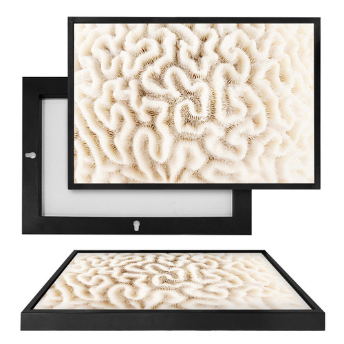 MINI19148 White Brain Coral, Framed UV Poster Board