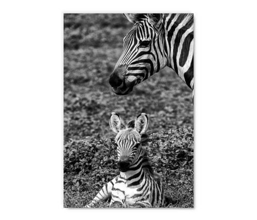 35088 Zebra and Foal, Acrylic Glass Art