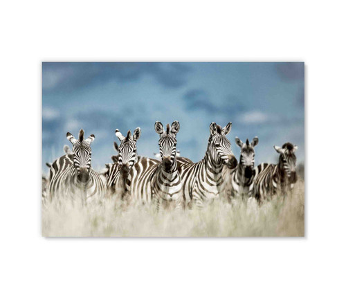 35106 Zebras, Acrylic Glass Art