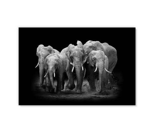 35148 Elephants, Acrylic Glass Art