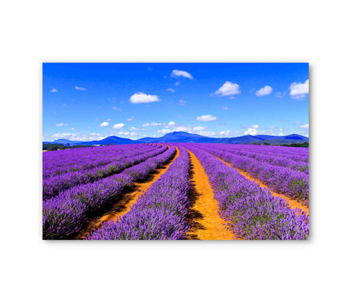39131 Purple Flower Field, Acrylic Glass Art