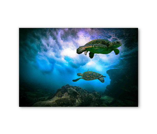 50158 Swimming Sea Turtles, Acrylic Glass Art