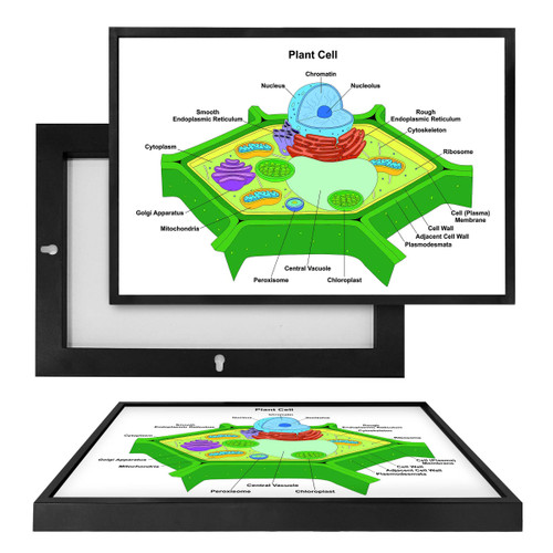 MINI98017 Plant Cell, Framed UV Poster Board