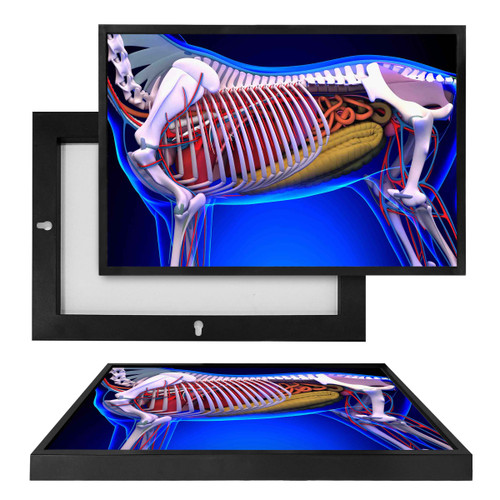 MINI98055 General Horse Anatomy, Framed UV Poster Board