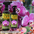 Growth Technology Orchid Myst (Ships to the UK and USA) Frabco Direct