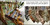 Animal Print Table Runners Safari Style