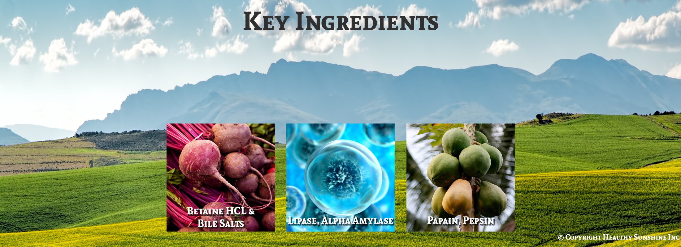 Natures Sunshine Food Enzymes ingredient image