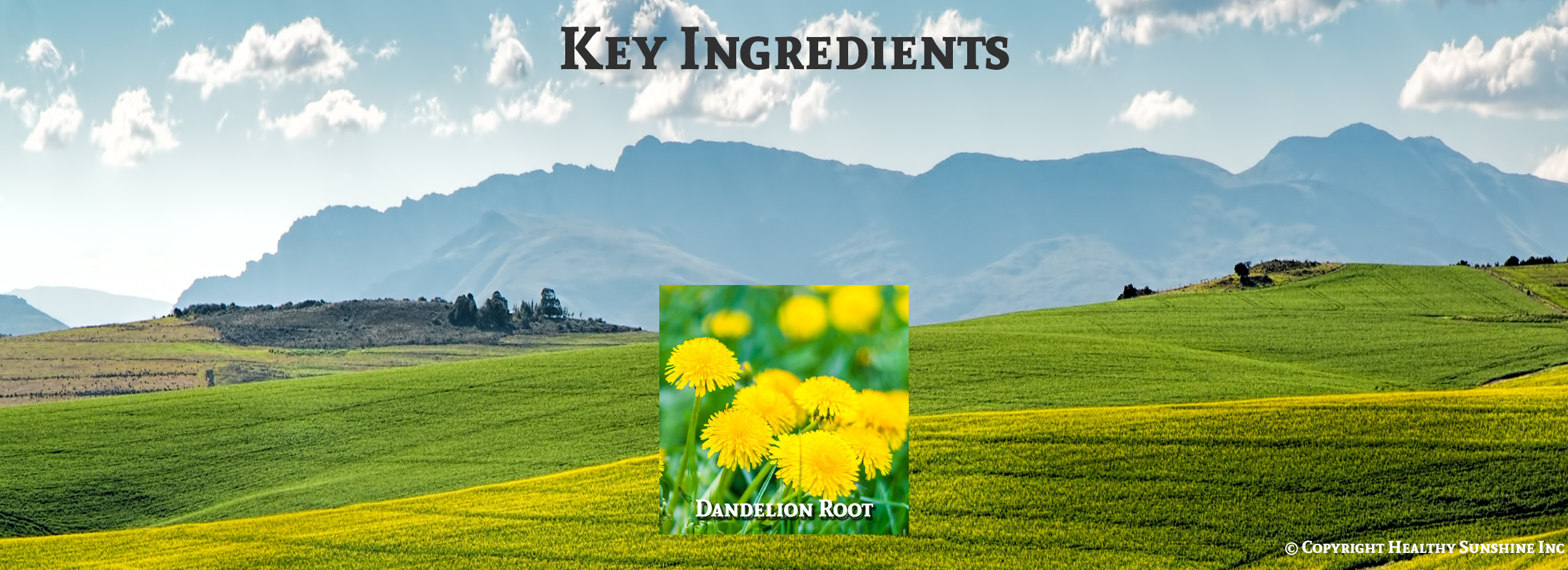 Natures Sunshine Dandelion ingredients image