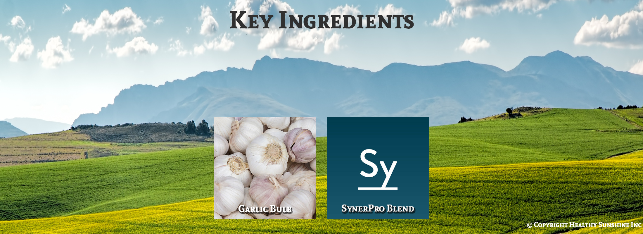 Natures Sunshine High Potency Garlic ingredients image