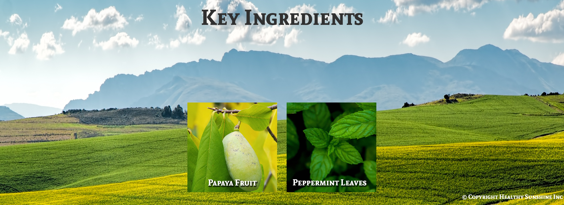 Image of Natures Sunshine Papaya Mint ingredients