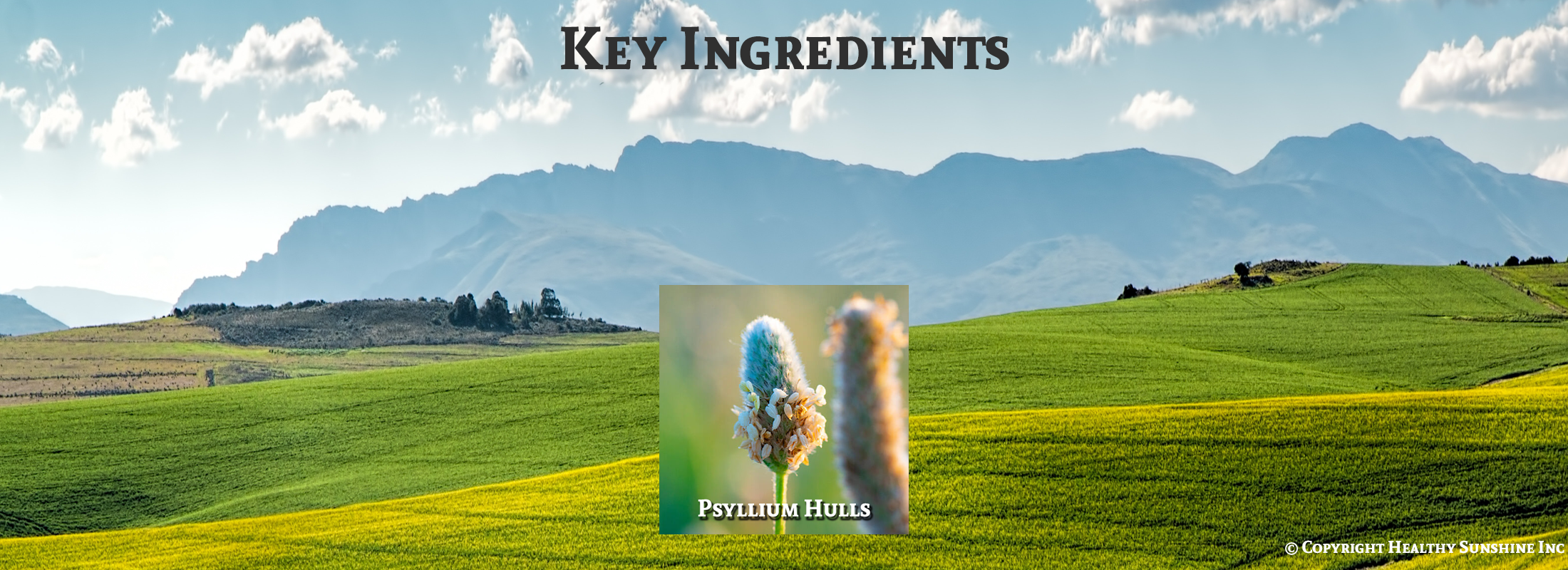 Image of ingredients for Natures Sunshine Psyllium Hulls