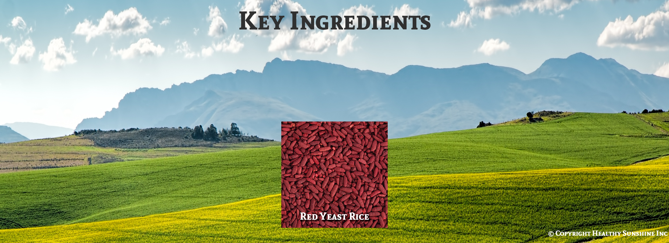 Ingredients for Natures Sunshine Red Yeast Rice image