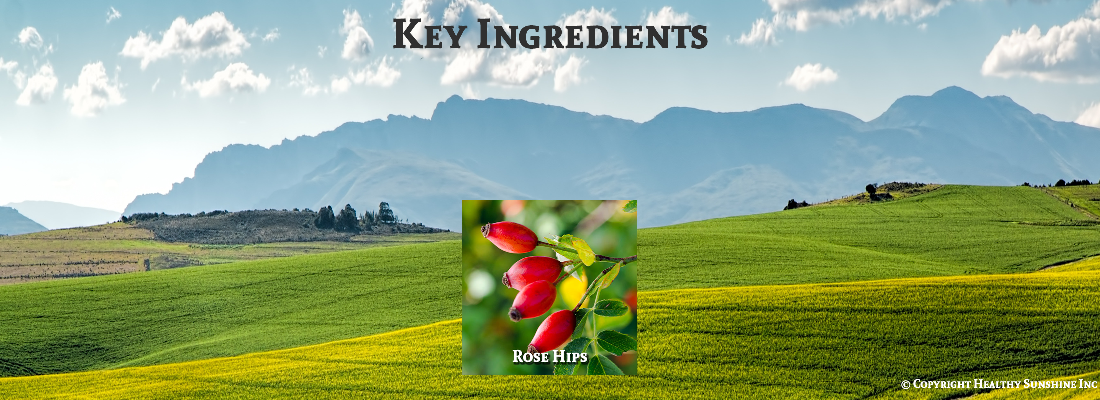 Ingredient image for Natures Sunshine Rose Hips